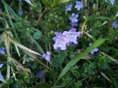 Strobilanthes rankanensis
