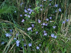 Strobilanthes rankanensis