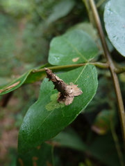 Psychidae