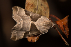 Plataea blanchardaria