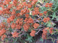 Crassula pruinosa