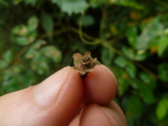 Psychidae