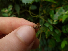 Psychidae