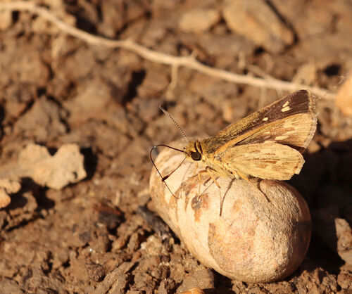 Carolina Roadside-Skipper photo 3