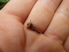 Psychidae