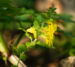 Rhynchocorys elephas