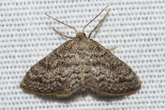 Lobocleta granitaria