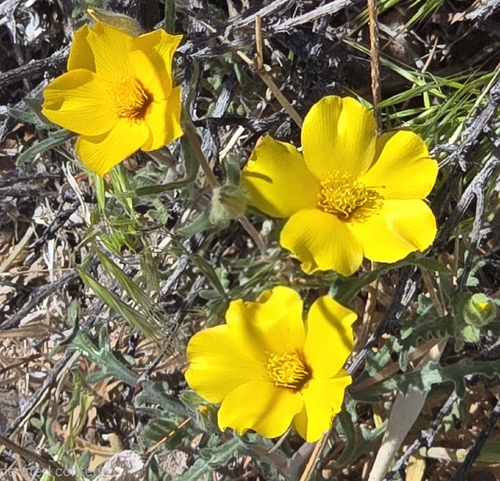 shining blazingstar (Mentzelia nitens)