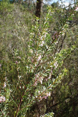 Flabby Indigo (Indigofera flabellata)