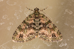 Hammaptera parinotata