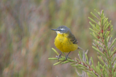 Motacilla flava iberiae