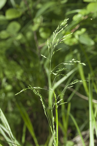Poa remota Forselles