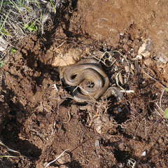 Macroprotodon mauritanicus