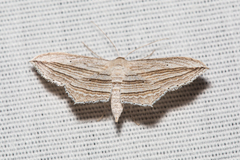 Arcobara multilineata