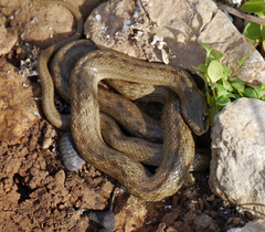 Macroprotodon mauritanicus