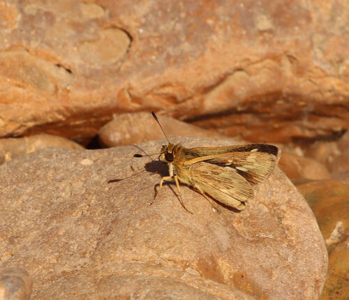 Carolina Roadside-Skipper photo 5