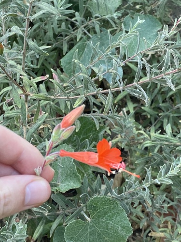 California fuchsia (Epilobium canum)