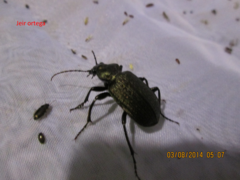 Calosoma alternans