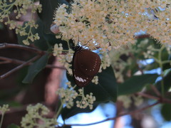 Bosistoa medicinalis