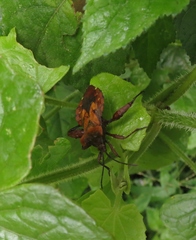 Piezogaster auriculatus