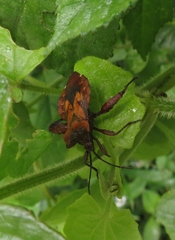 Piezogaster auriculatus