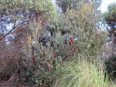 Banksia praemorsa