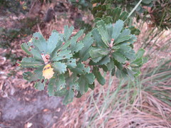 Banksia praemorsa