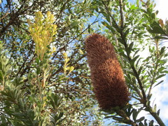 Banksia praemorsa
