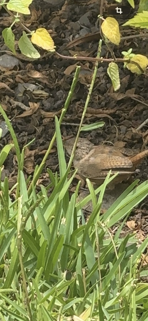 House Wren