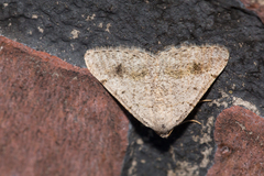 Digrammia pictipennata