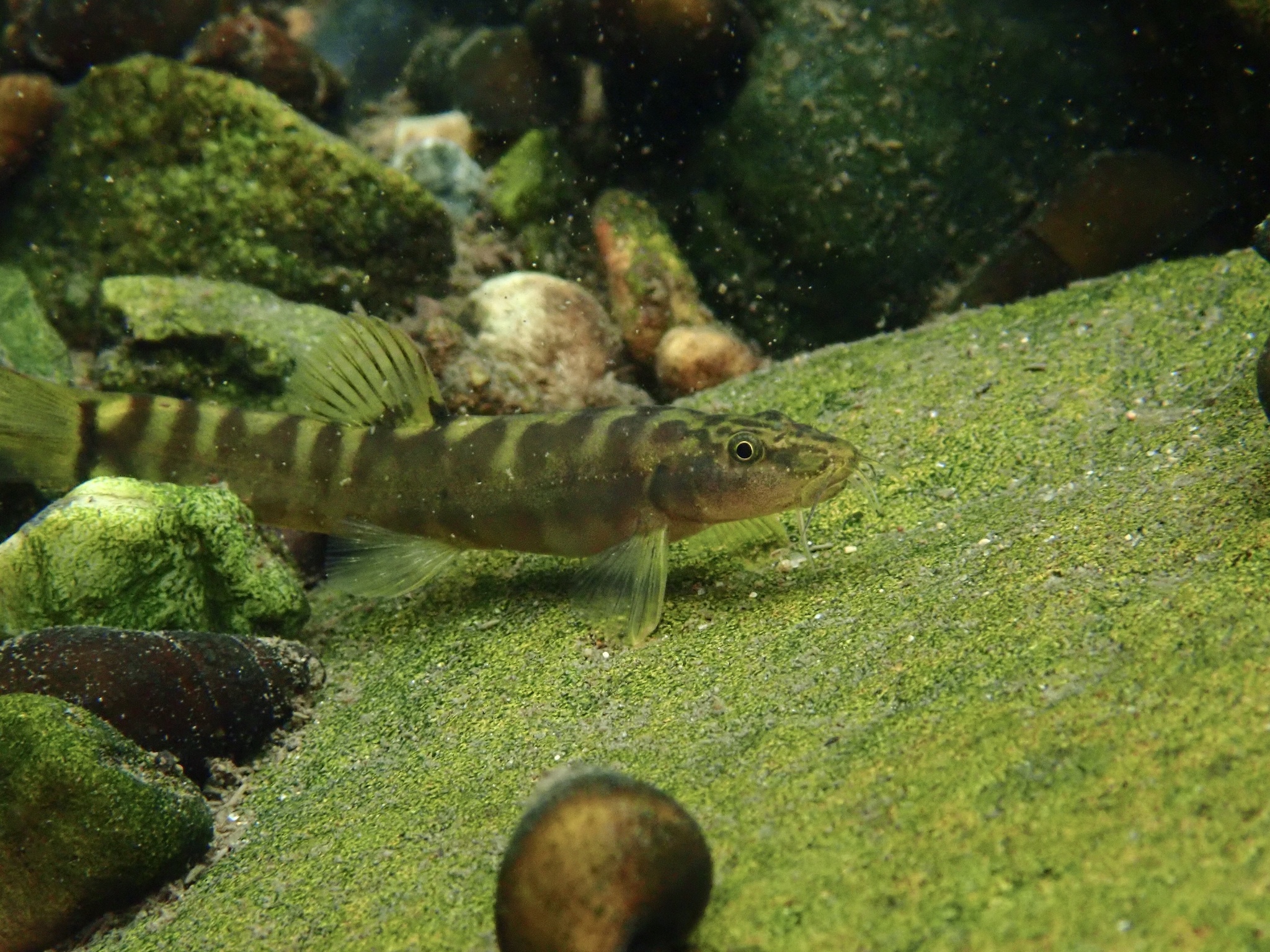 Schistura alternifasciata