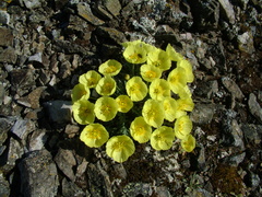 Papaver pulvinatum