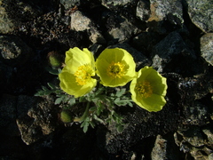 Papaver pulvinatum