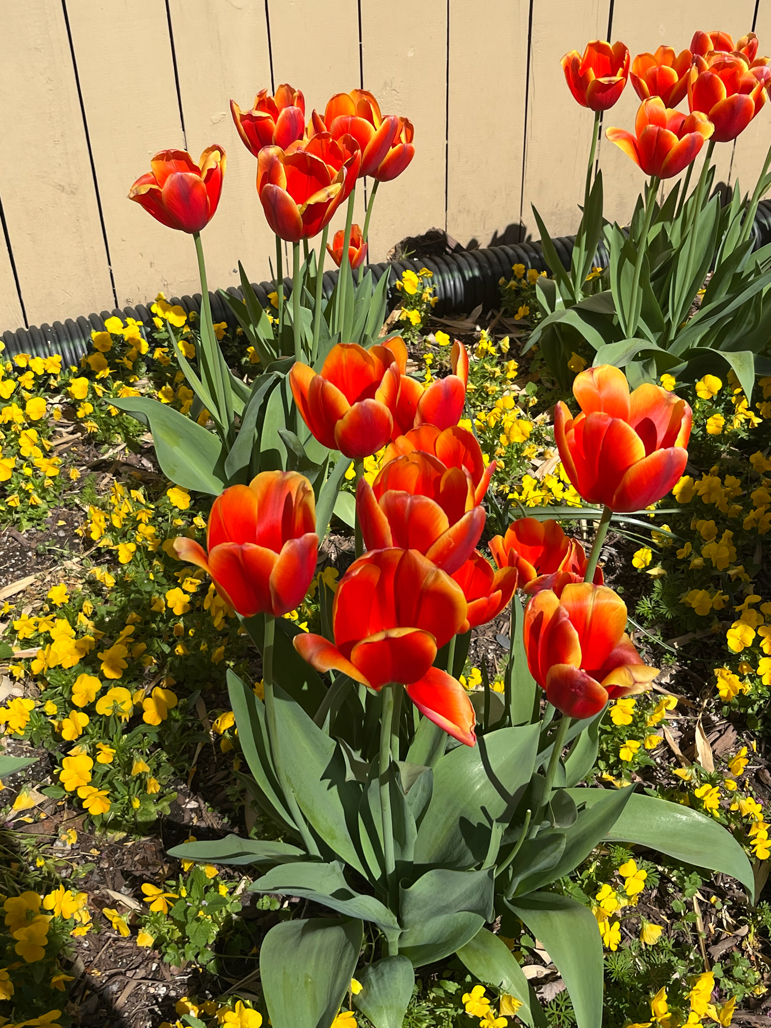 Tulip