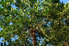 Cussonia sphaerocephala