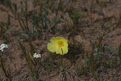 Papaver leucotrichum
