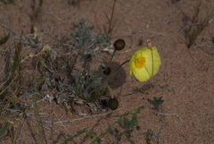 Papaver leucotrichum