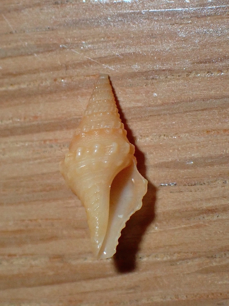 Clavatula mystica