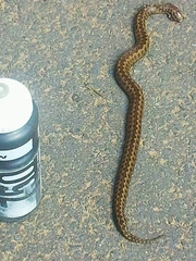 Vipera seoanei