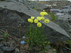 Papaver pulvinatum