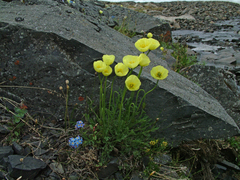 Papaver pulvinatum