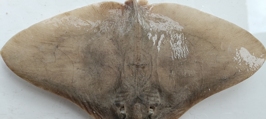 Smooth butterfly ray (Gymnura micrura) — Gymnuridae