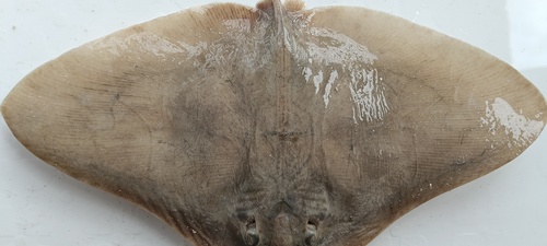 Smooth butterfly ray (Gymnura micrura) — Gymnuridae