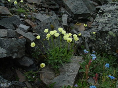 Papaver pulvinatum