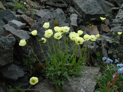 Papaver pulvinatum