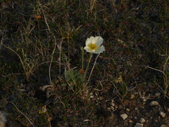 Papaver leucotrichum