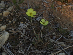 Papaver leucotrichum