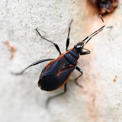 Dindymus circumcinctus