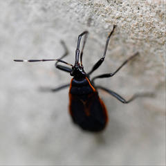 Dindymus circumcinctus