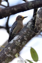 Melanerpes pygmaeus